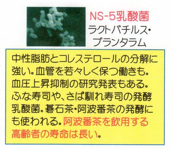 NS-５乳酸菌.jpg