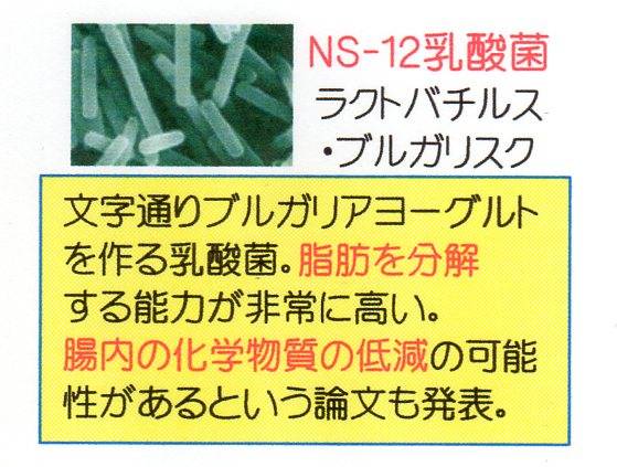 NS-12乳酸菌.jpg
