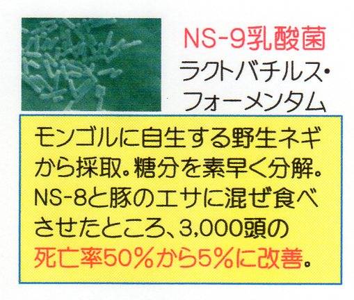 NS-9乳酸菌.jpg